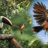 Tarapoto – Avistamiento de Aves