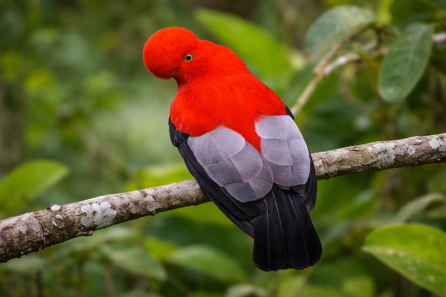 Birdwatching packages